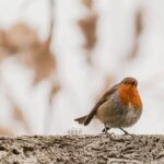 Myter og sandheder om væggelus: Hvad skal du tro på?