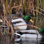 Krydsordsekspertens hemmeligheder: Sådan løser du de sværeste felter