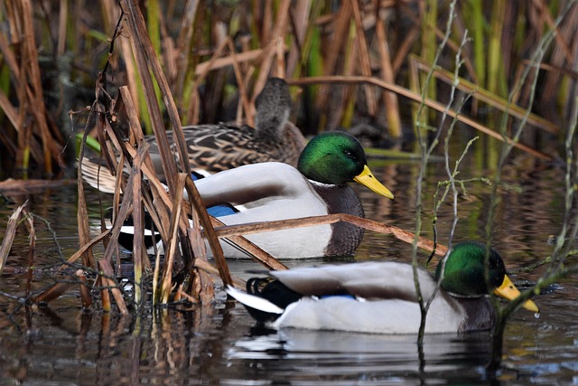 Krydsordsekspertens hemmeligheder: Sådan løser du de sværeste felter