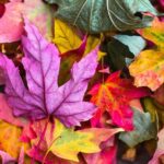 Løvblæser vs. Rivejern: Hvad er bedst til at samle blade?