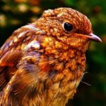 Fem uundværlige redskaber til din fuglefodringsstation