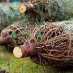 Fra traditionelt til moderne: Trends inden for kunstige juletræer