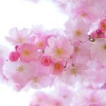 Tørrede blomster til bryllupper: Sådan kan du inkludere dem i din store dag