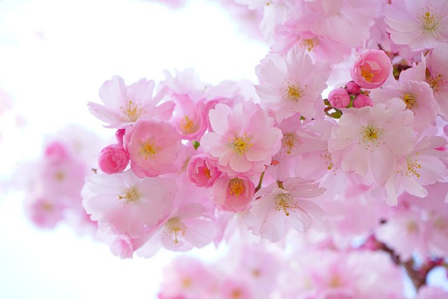 Tørrede blomster til bryllupper: Sådan kan du inkludere dem i din store dag