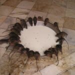 Rotter på loftet: Sandheder og skrøner om de ubudne gæster