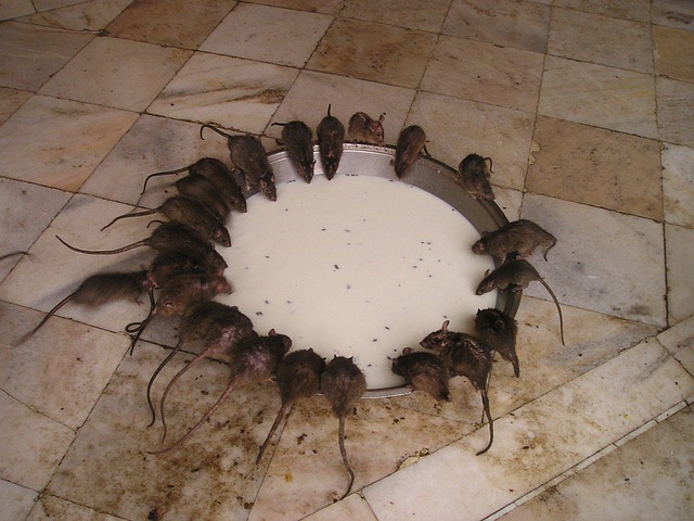 Rotter på loftet: Sandheder og skrøner om de ubudne gæster