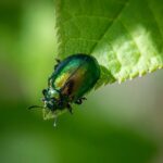 Bæredygtig skadedyrsbekæmpelse: Er det muligt i danmark?