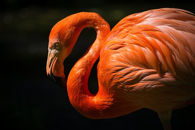 Fra flamingo til kunstværk: Sådan skærer du en smuk flamingo