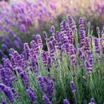 Sådan skaber du et gladere hjem med naturlige dufte