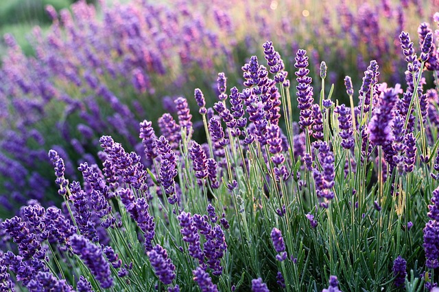 Sådan skaber du et gladere hjem med naturlige dufte