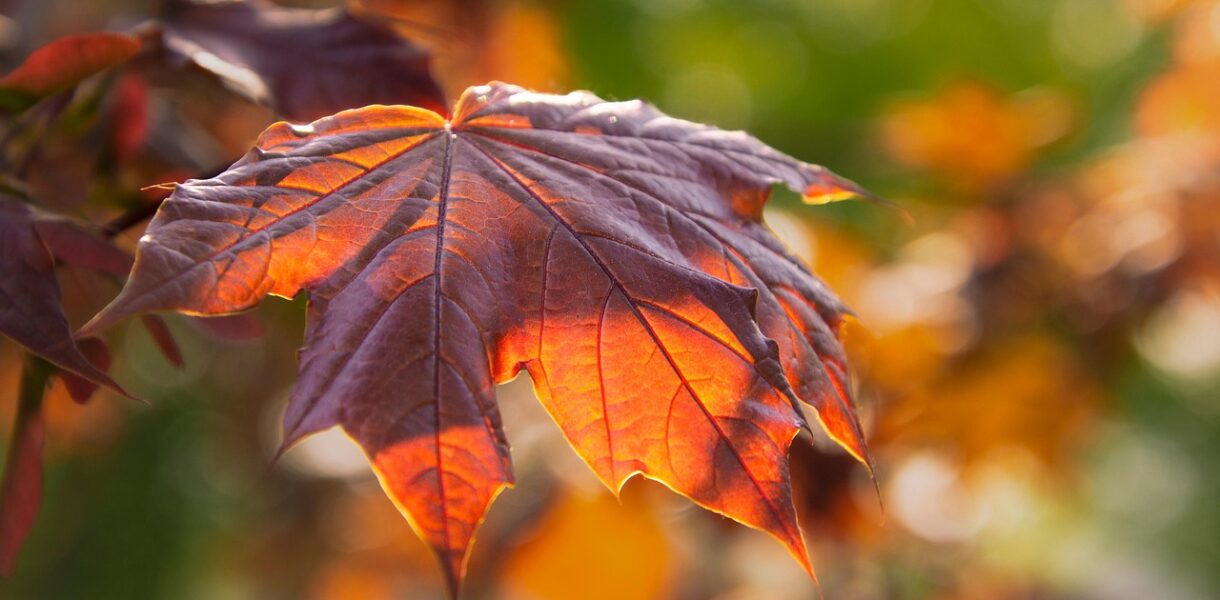 Glitrende trends: De smukkeste øreringe til enhver anledning