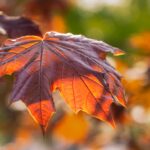 Glitrende trends: De smukkeste øreringe til enhver anledning