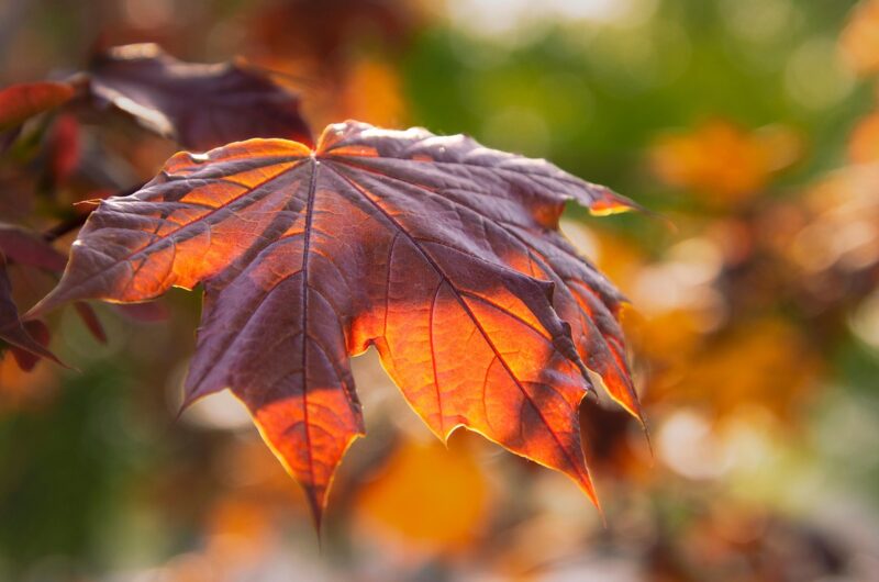 Glitrende trends: De smukkeste øreringe til enhver anledning