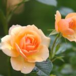 Opdag de mest populære rosenarter til din rosenbue