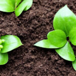 Undgå fælles fejltagelser med plantejord i din have